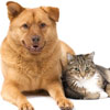 Dental cleanings-Animal Hospital London Ontario, dog and Cat dental