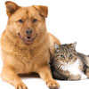 animal hospital London Ontario , open 7 days a week, sick, vaccination, neuter, spay and heart worm test , open everyday animal hospital London Ontario , open 7 days a week, sick, vaccination, neuter, spay and heart worm test , open everyday